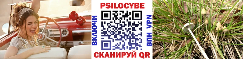 где купить Новокубанск Галлюциногенные грибы Cubensis
